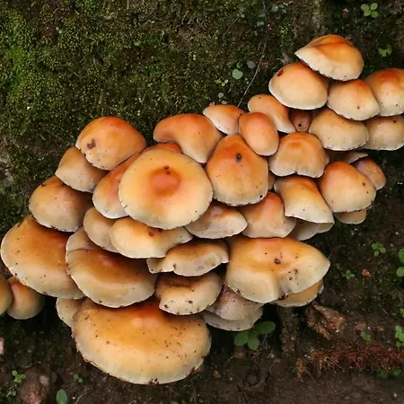 Hostel El Lago, Caceres Jaraiz de la Vera