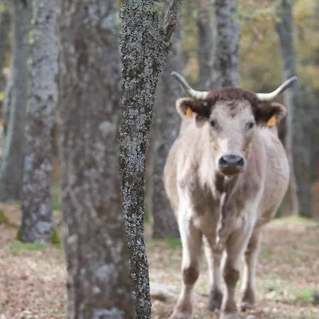 El Lago, Caceres 호스텔