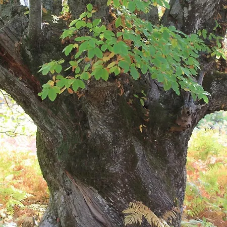 El Lago, Caceres * Jaraiz de la Vera