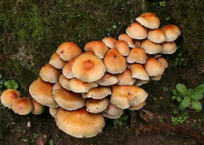 Ostello El Lago, Caceres Jaraiz de la Vera