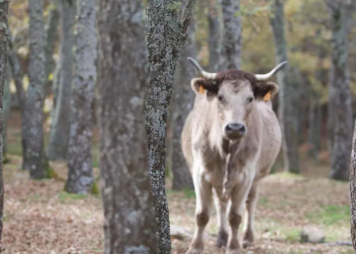 El Lago, Caceres 호스텔