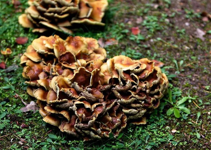 El Lago, Caceres 호스텔 하라이스 데 라 베라