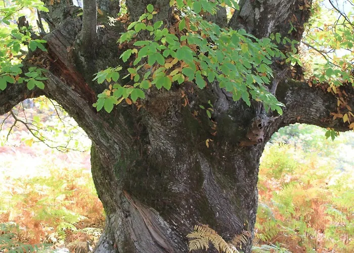 El Lago, Caceres * 하라이스 데 라 베라